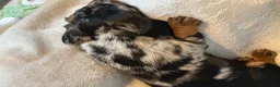 Miniature Dachshund dogs for sale: Maggie  - Ad 2