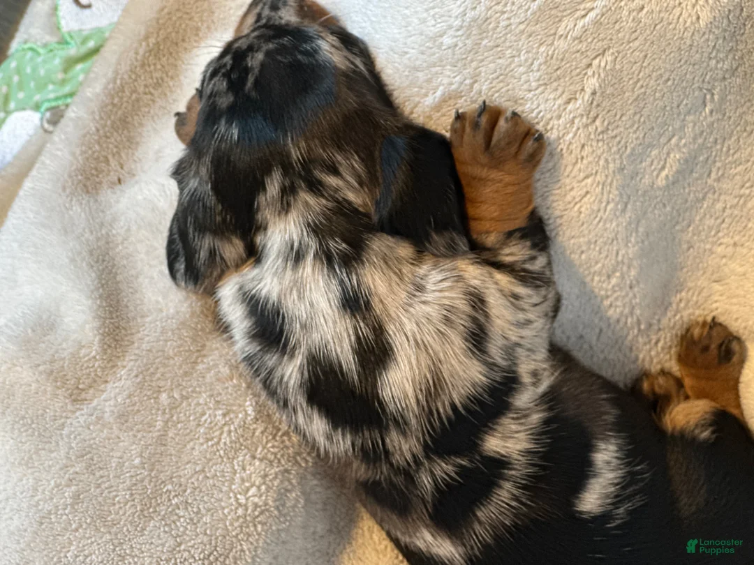 Miniature Dachshund dogs for sale: Maggie  - Ad 2