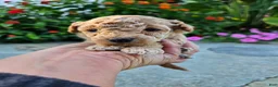 Bichpoo dogs for sale: Winston - Ad 7