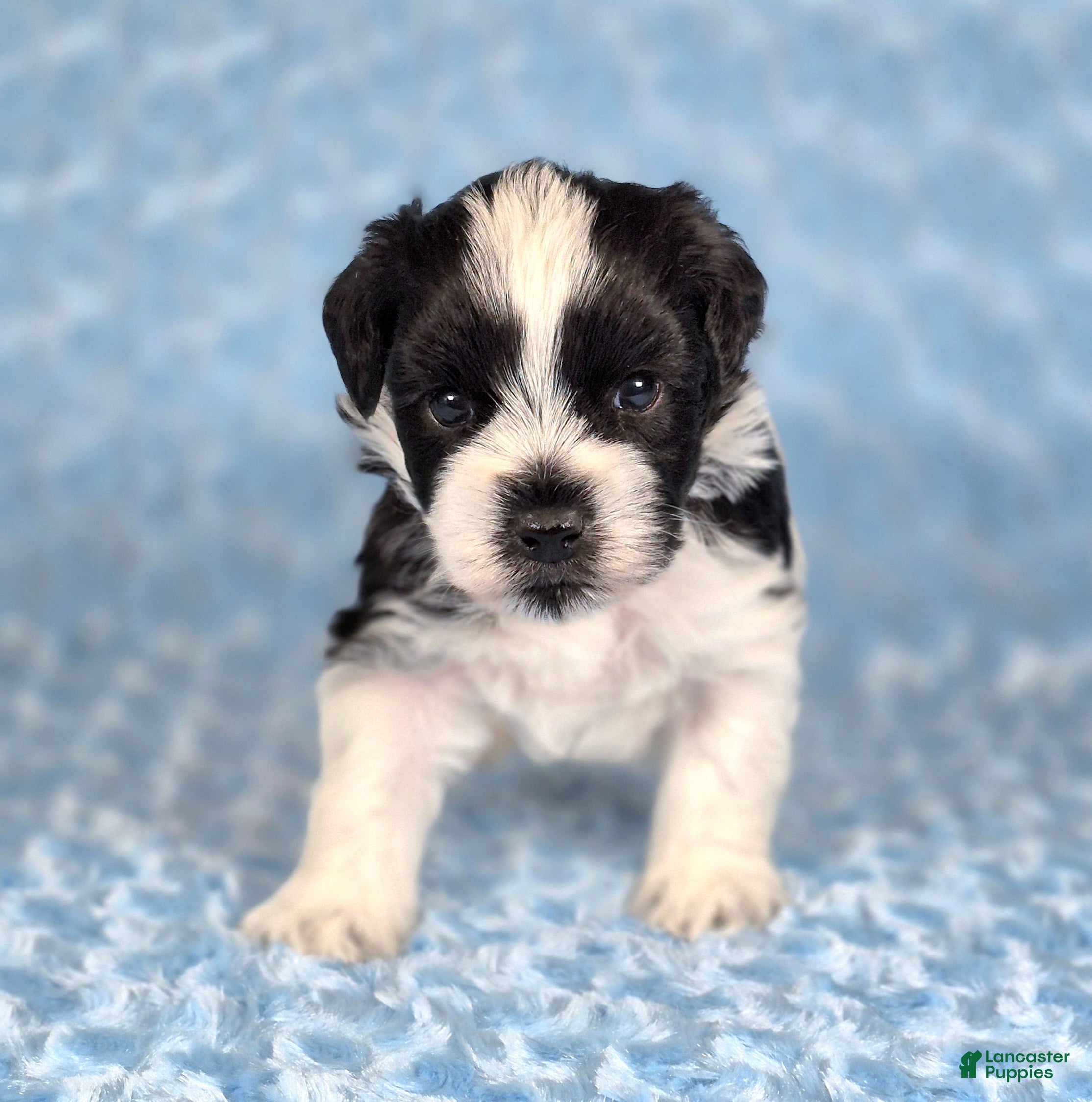 Miniature Schnauzer dogs for sale: Oreo - Ad 1