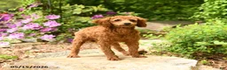 Toy Poodle dogs for sale: Waylon - Ad 4