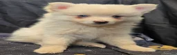 Pomsky dogs for sale: Cream boy 2 - Ad 5