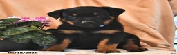 Rottweiler dogs for sale: Pinto - Ad 1
