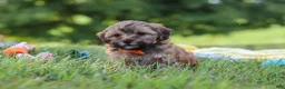 Yorkiepoo dogs for sale: Teddy - Ad 9