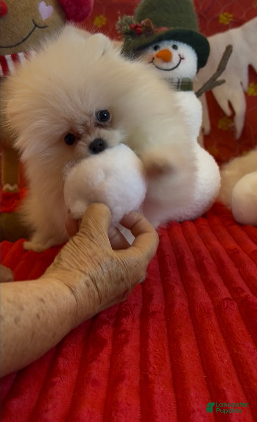 Pomeranian dogs for sale: Tom AKC Registered full rights  - Ad 8