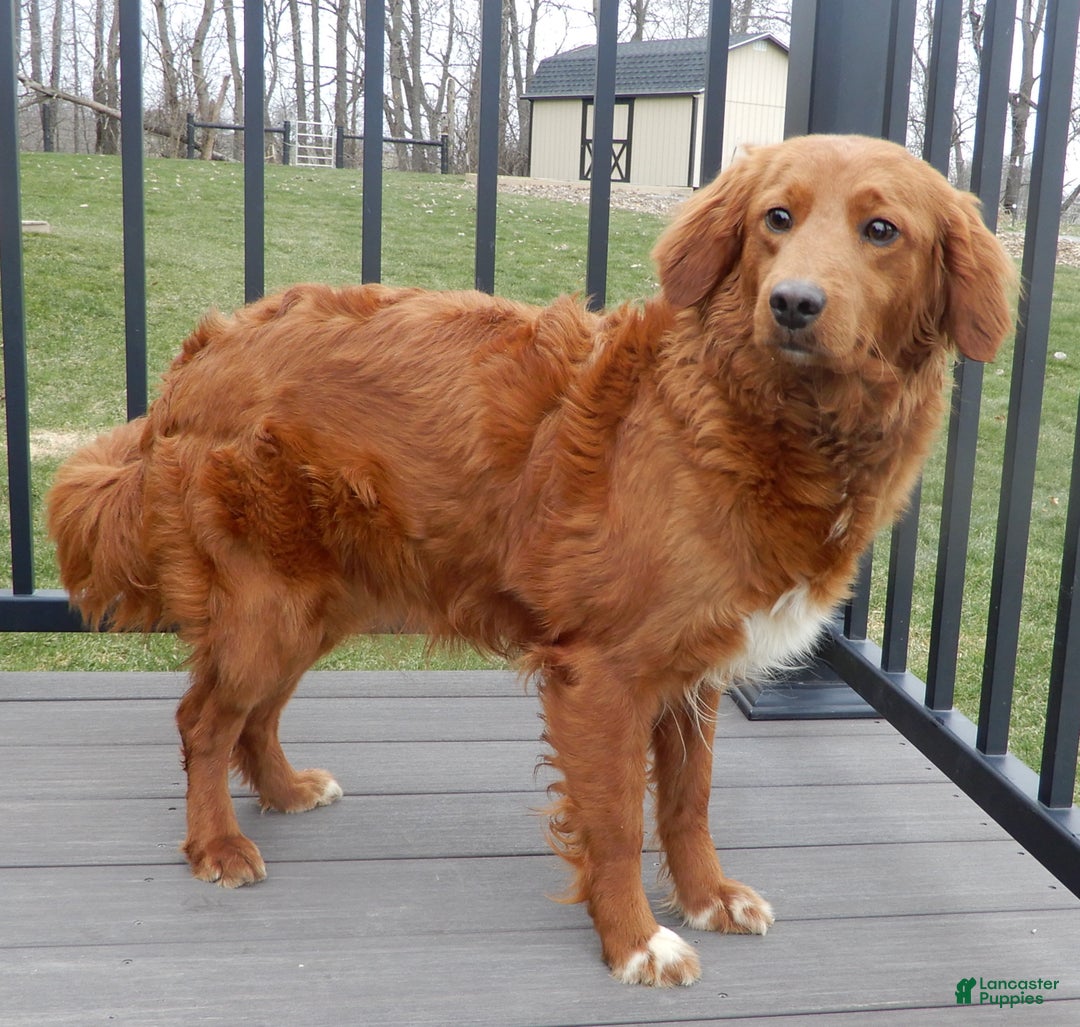 Mini Goldendoodle dogs for sale: Ollie - Ad 8