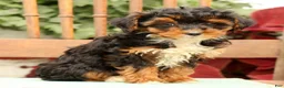 Morkie dogs for sale: Darcy - Ad 4