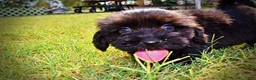 Havapoo dogs for sale: Kipper - Ad 17