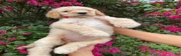Goldendoodle dogs for sale: Mandy - Ad 1