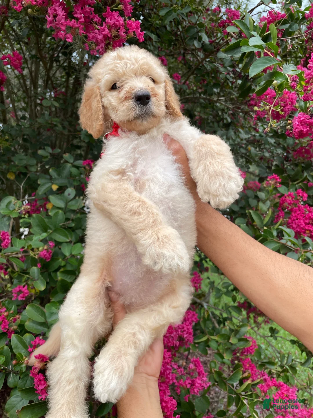 Goldendoodle dogs for sale: Mandy - Ad 1