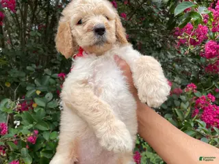 Goldendoodle dogs Mandy - Ad 31