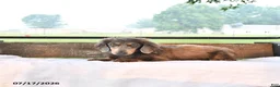 Miniature Dachshund dogs for sale: Prince   - Ad 7