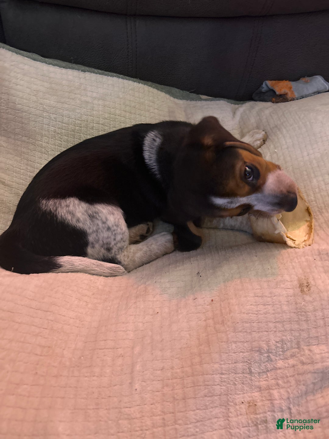 Beagle dogs for sale: Beagle Puppy 3 - Ad 2