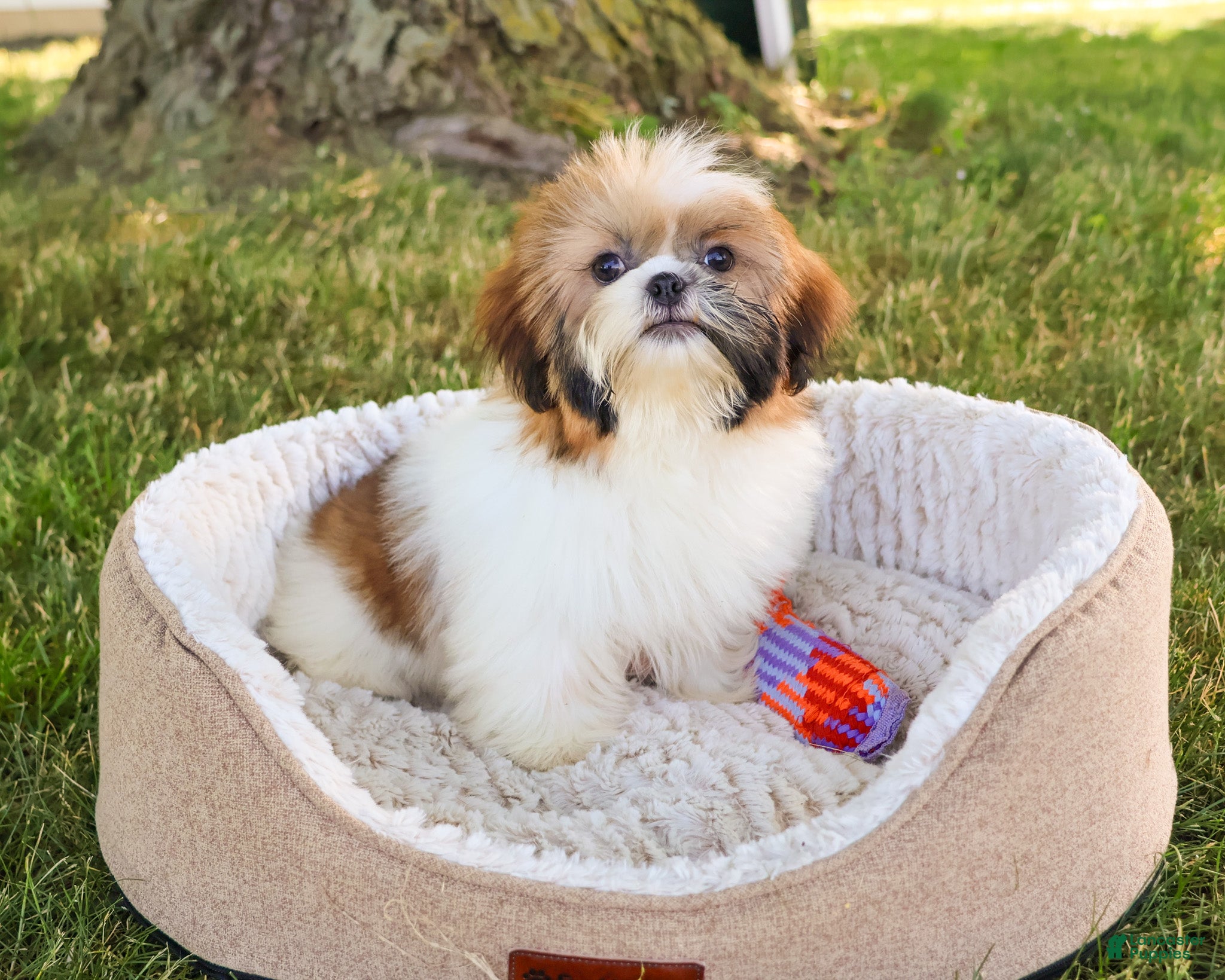 Shih Tzu dogs Flower  - Ad 22