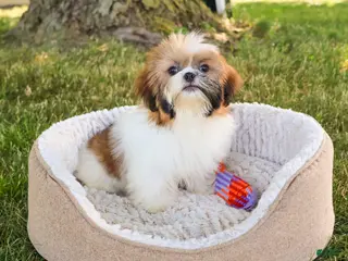 Shih Tzu dogs Flower - Ad 11