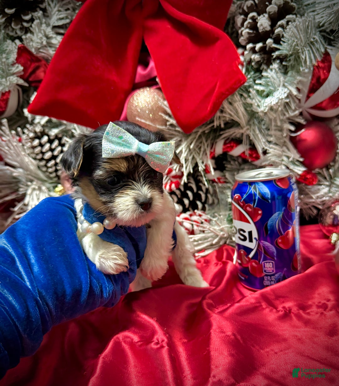 Yorkshire Terrier dogs for sale: Wakko  - Ad 3