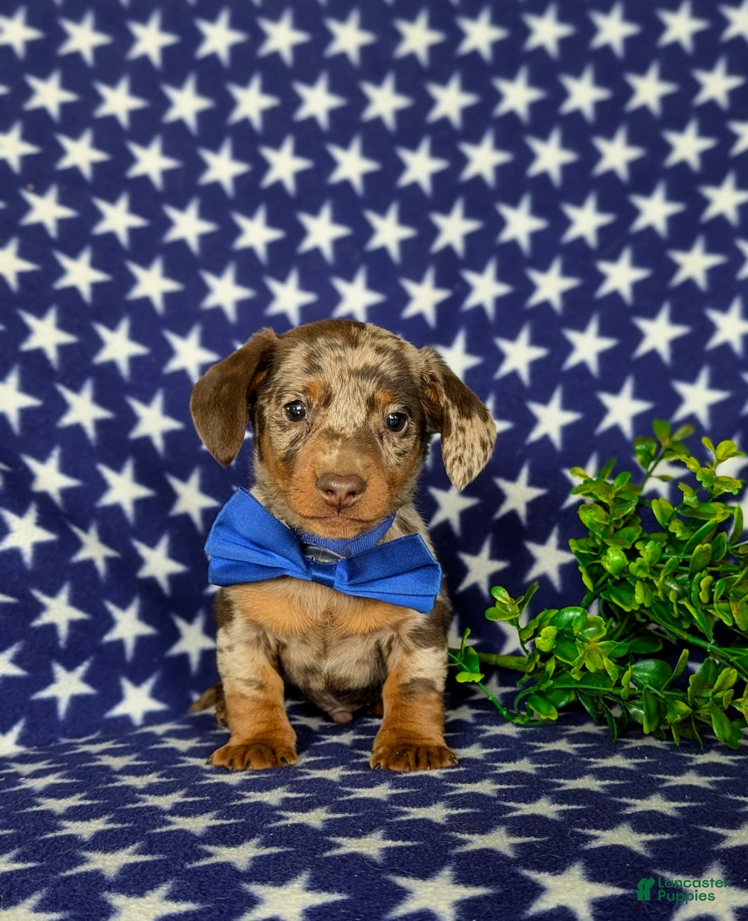Miniature Dachshund dogs for sale: Vaughn - Ad 6