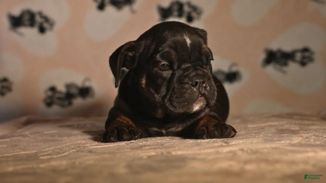 English Bulldog dogs for sale: Aphrodite - Ad 1