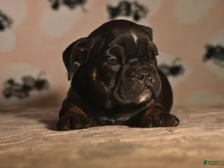 English Bulldog dogs for sale: Aphrodite - Ad 2