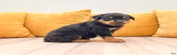 Rottweiler dogs for sale: Jake - Ad 3