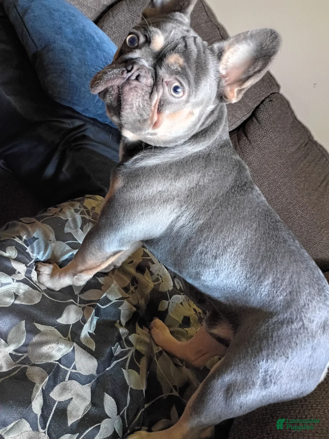 French Bulldog dogs for stud: Bubble's  - Ad 1