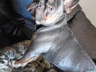 French Bulldog dogs Bubble's - Ad 1