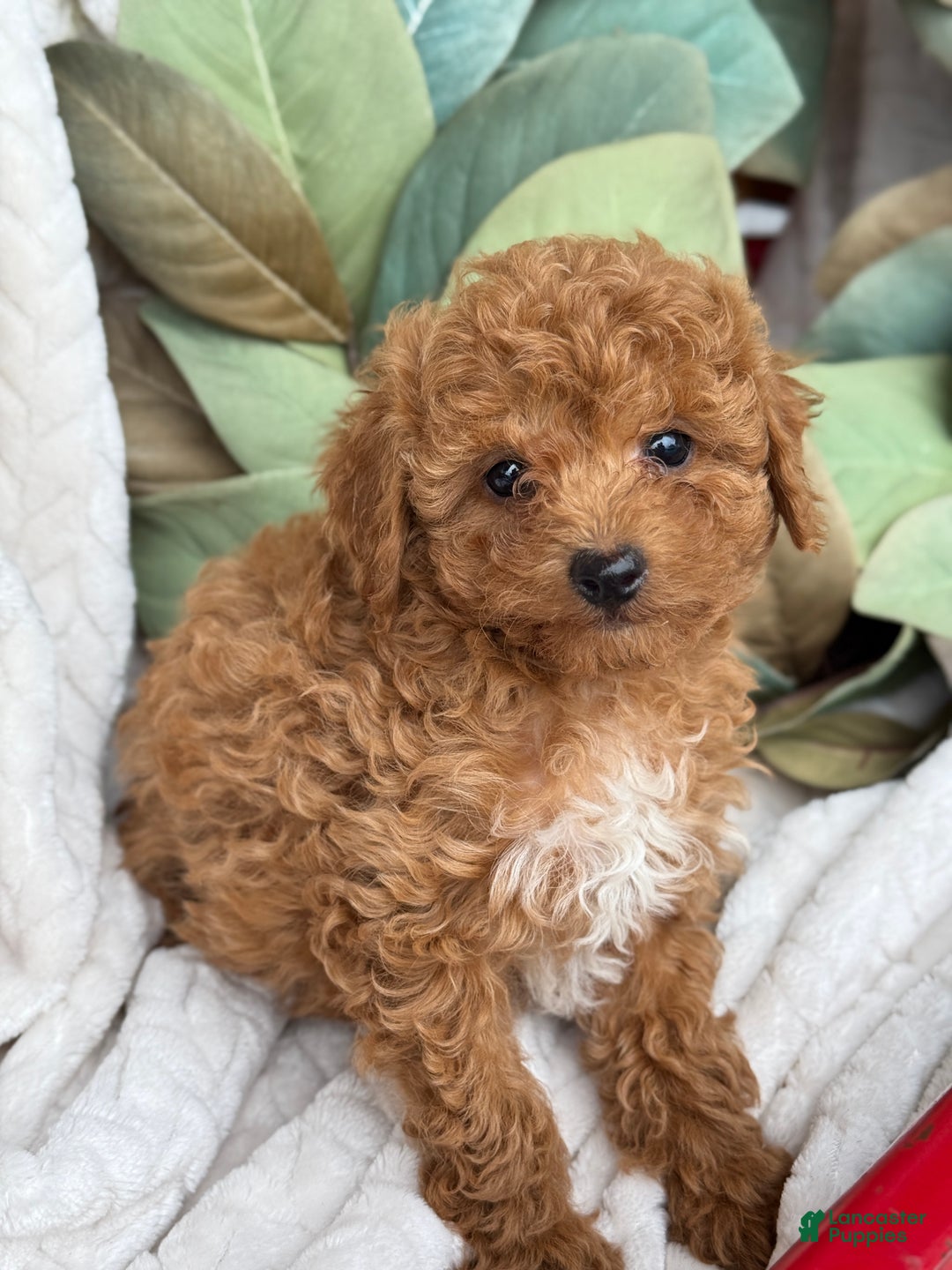 Toy Poodle dogs for sale: Kira - Ad 29