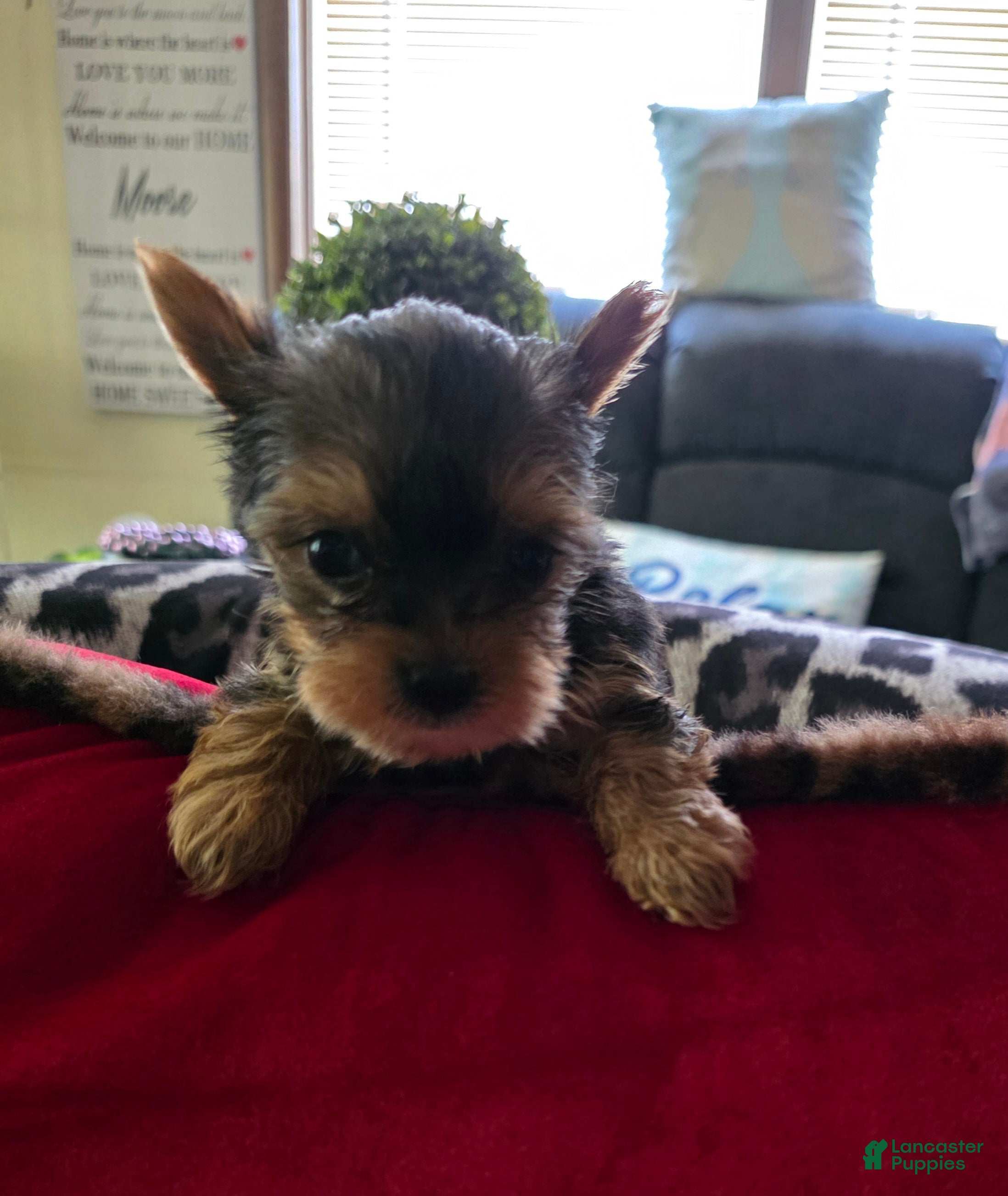 Yorkshire Terrier dogs AKC MIDNIGHT (Teacup) - Ad 1