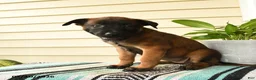 Belgian Malinois dogs for sale: Imani - Ad 3
