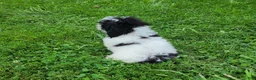 Bichpoo dogs for sale: Bear - Ad 3