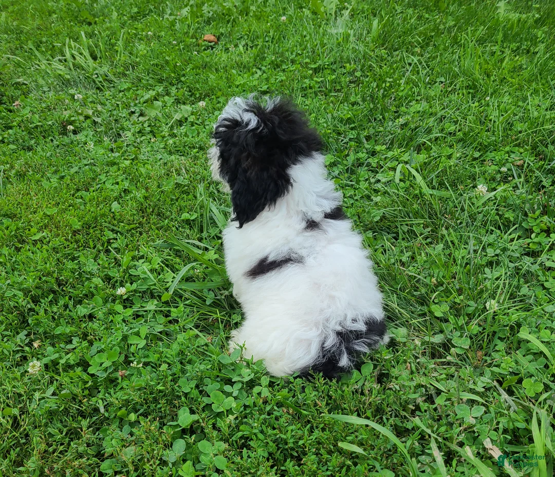 Bichpoo dogs for sale: Bear - Ad 3