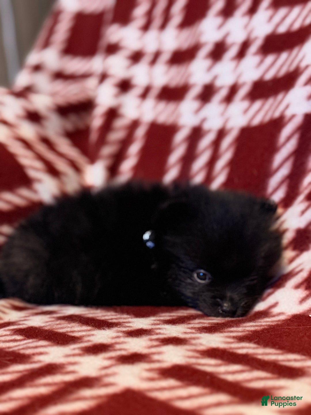 Pomeranian dogs for sale: Blackbear - Ad 4