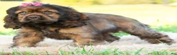Cocker Spaniel dogs for sale: Peaches - Ad 5