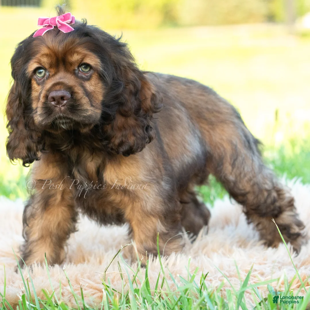 Cocker Spaniel dogs for sale: Peaches - Ad 5
