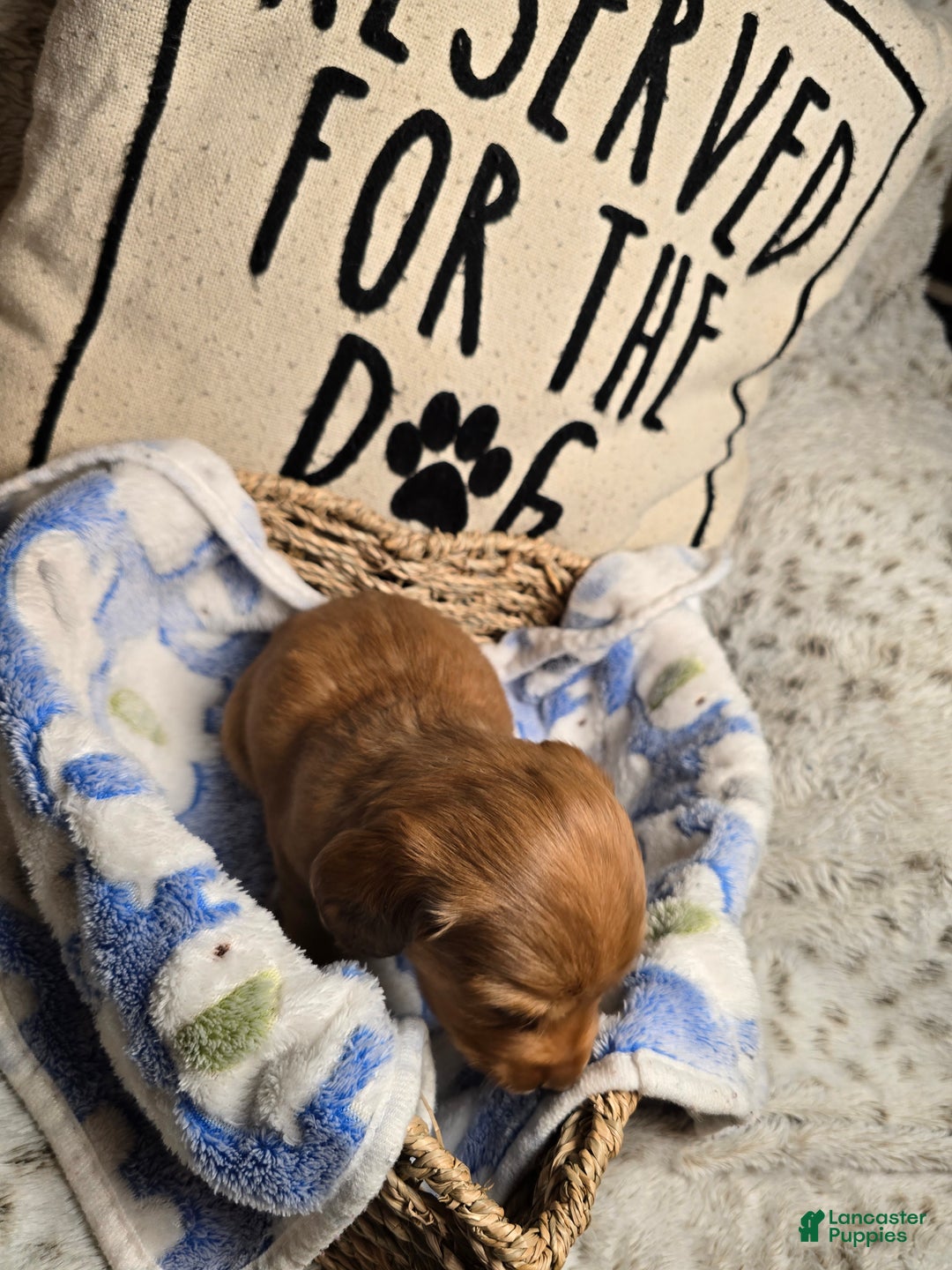 Miniature Dachshund dogs for sale: Duke - Ad 2