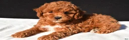 Toy Poodle dogs for sale: Sammy - Ad 6
