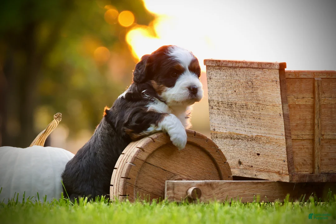 Mini Bernedoodle dogs for sale: Maya - Ad 2