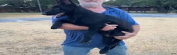 German Shepherd dogs for sale: Gipper  - Ad 3