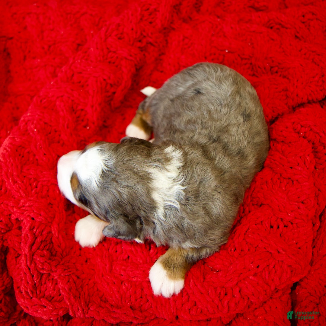 Mini Bernedoodle dogs for sale: Glory Girl - Ad 11
