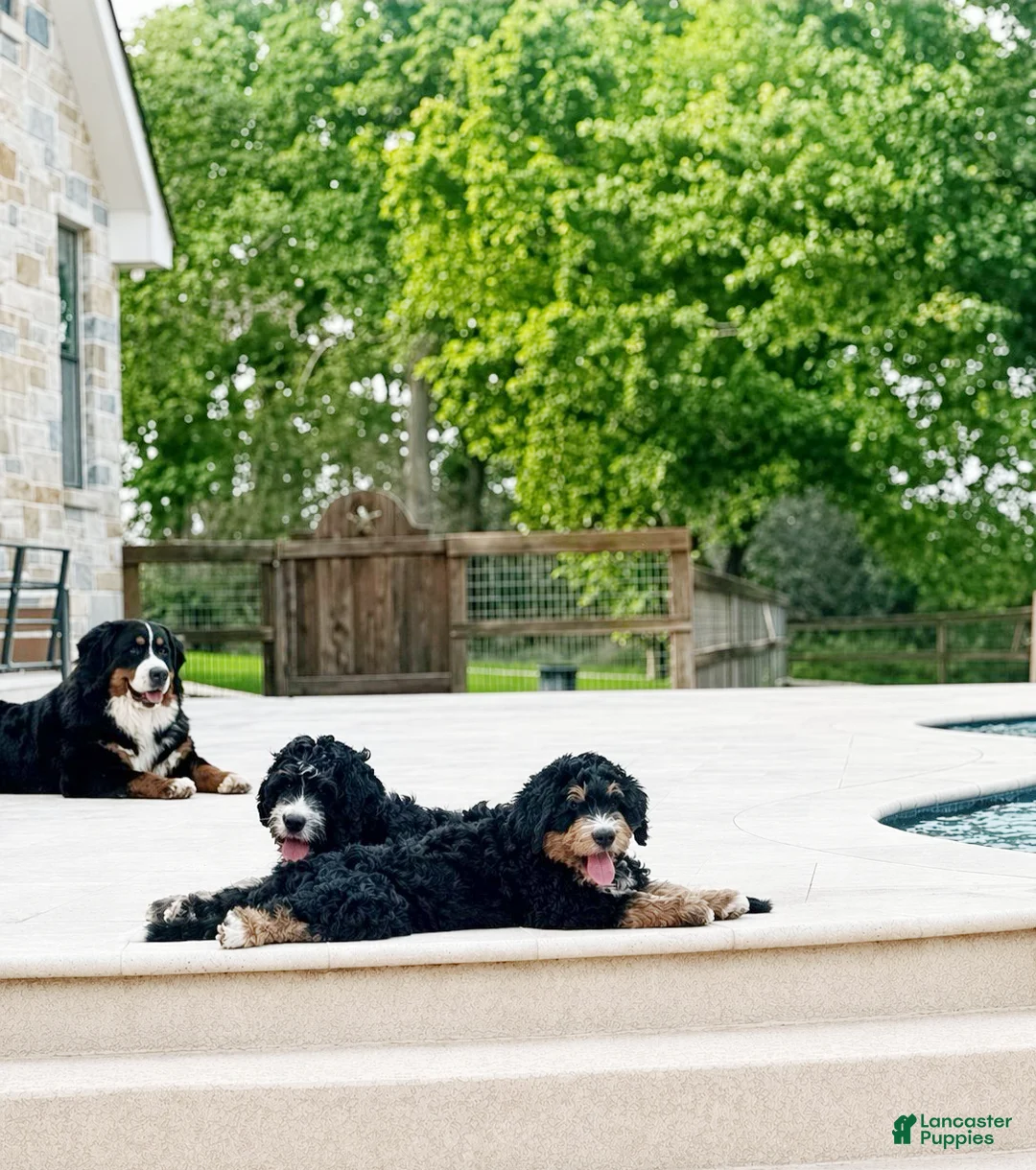 Bernedoodle dogs for sale: Oakley  - Ad 4