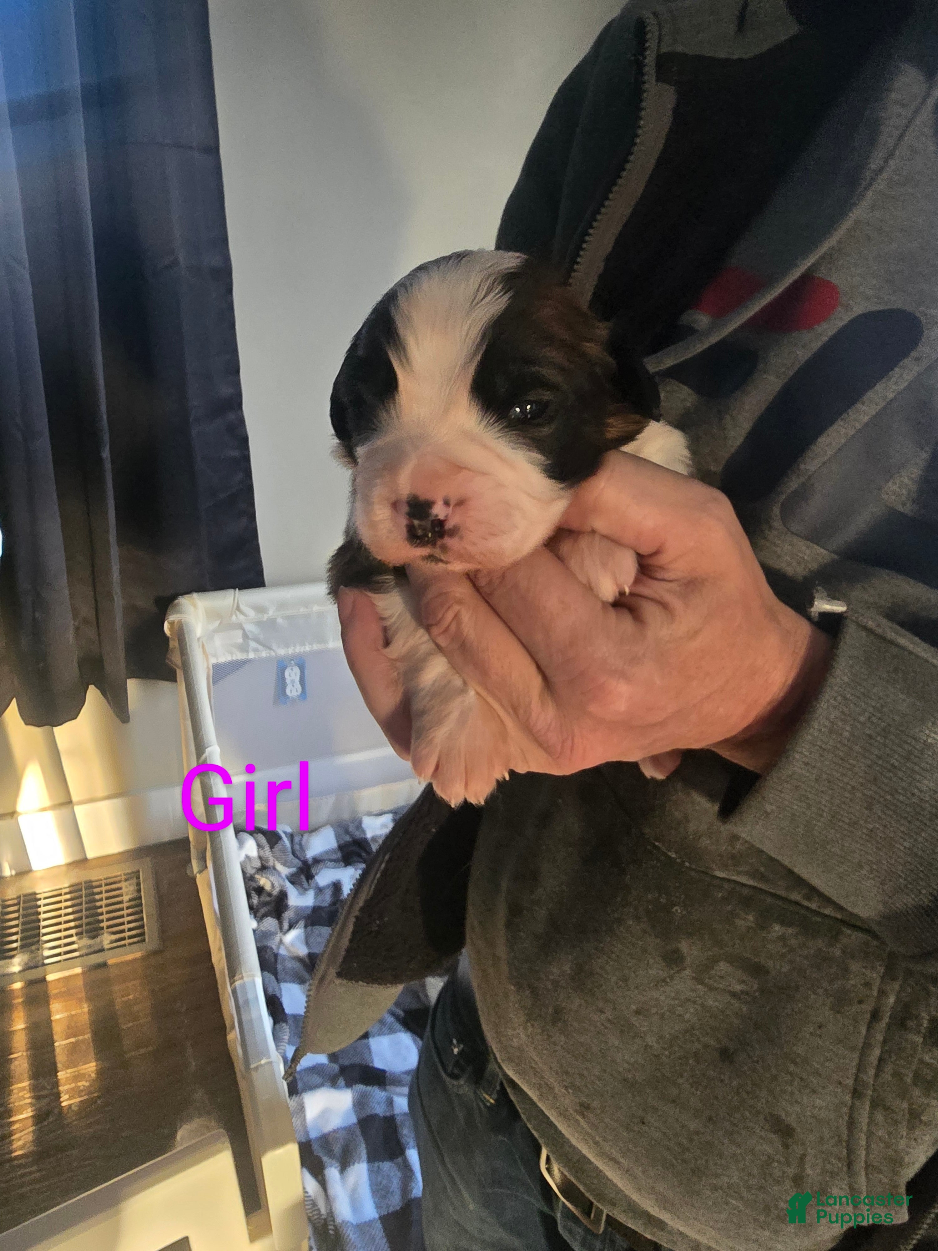 Saint Bernard dogs Saint Bernard Puppy 5 - Ad 17