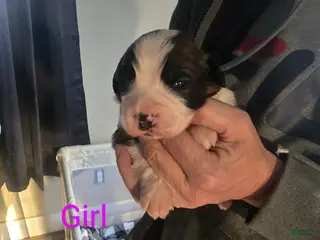 Saint Bernard dogs Saint Bernard Puppy 5 - Ad 17