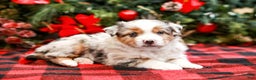 Miniature Australian Shepherd dogs for sale: Bow - Ad 5