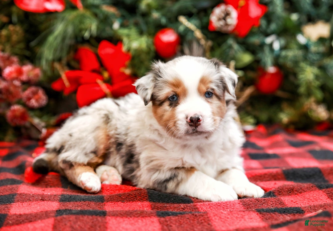 Miniature Australian Shepherd dogs for sale: Bow - Ad 5