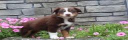 Australian Shepherd dogs for sale: Peaches  - Ad 2