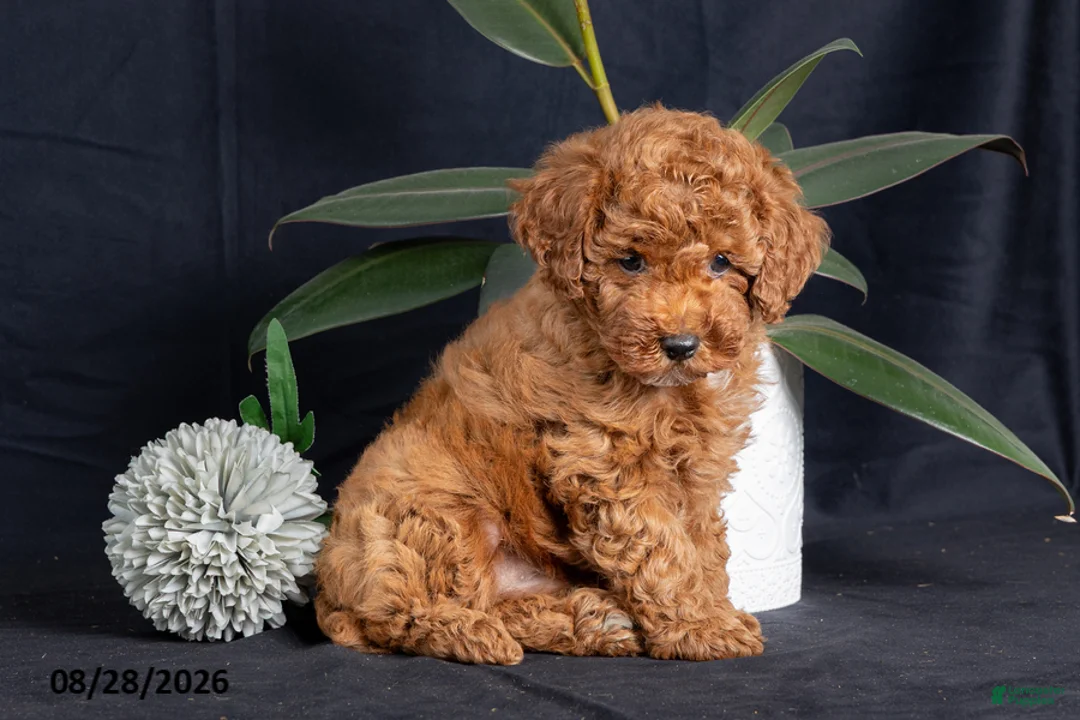 Miniature Poodle dogs for sale: Cashew - Ad 7
