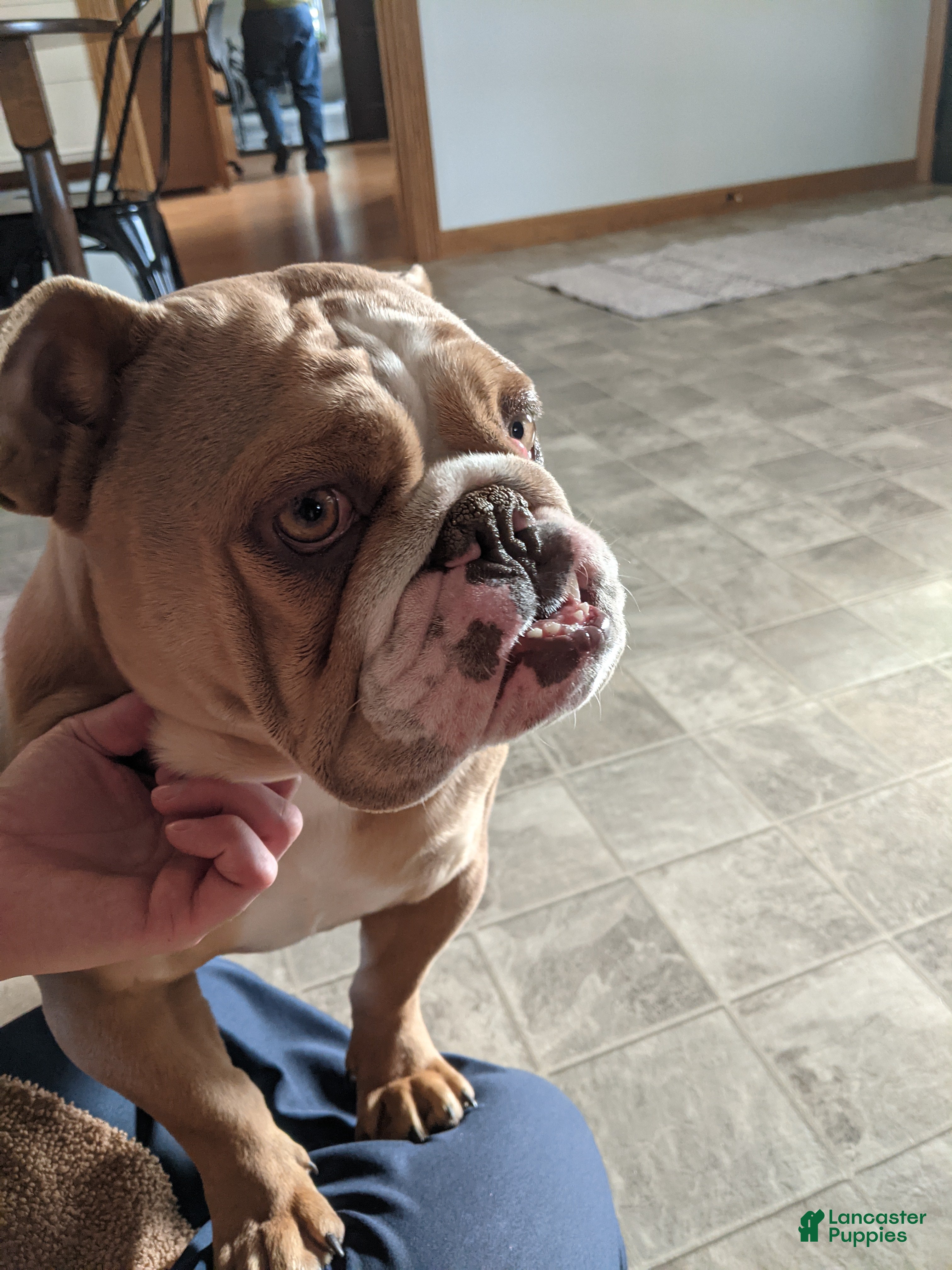 English Bulldog dogs for sale: Beatrice  - Ad 1