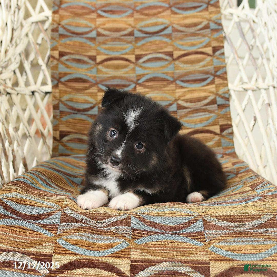Toy Australian Shepherd dogs for sale: Chloe - Ad 2