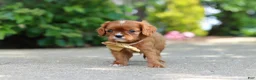 Cavalier King Charles Spaniel dogs for sale: George - Ad 10
