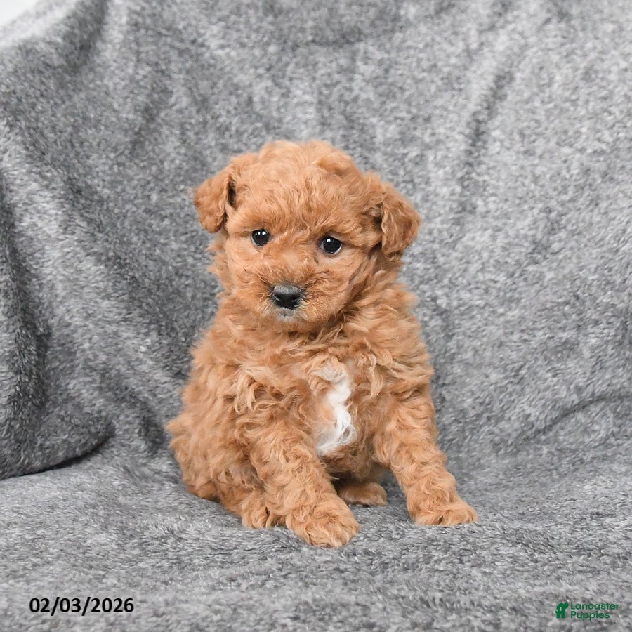 Miniature Poodle dogs Cherry - Ad 2